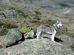 Sam the Wolfdog in Blanca Basin