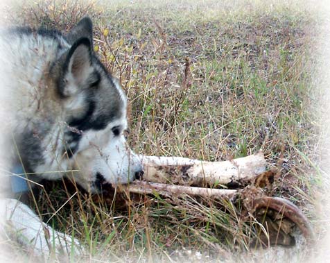 Sam the Wolfdog chews on old Horse leg bone