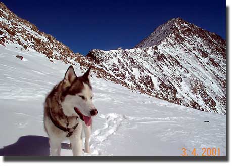 Sam the Wolfdog with Quandary west ridge backdrop