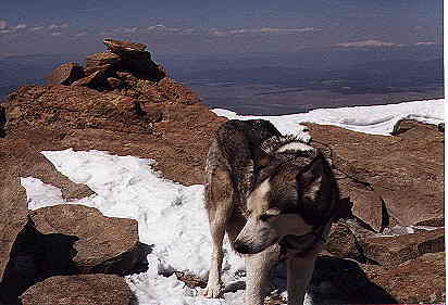 Sam the Wolfdog on top of Humboldt