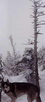 Icy trees on way to summit