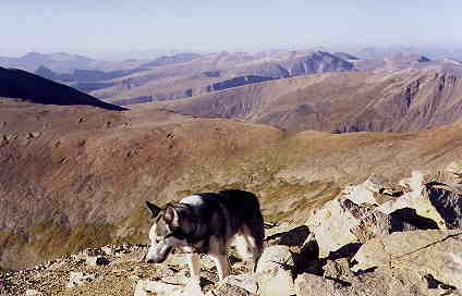 Sam the Wolfdog on Mt Lincoln