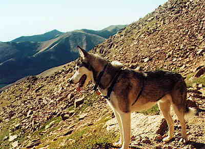 Sam on Pikes Peak Trail