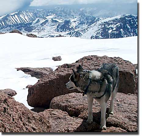 Sam the Wolfdog on the summit of Longs Peak, 28 April 2001, his 52st 14er in his three and half years on this planet!