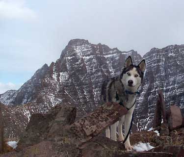 Sam the Wolfdog, with Pyramid backdrop