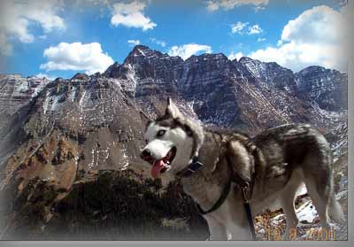 sam the Wolfdog; Pyramid backdrop