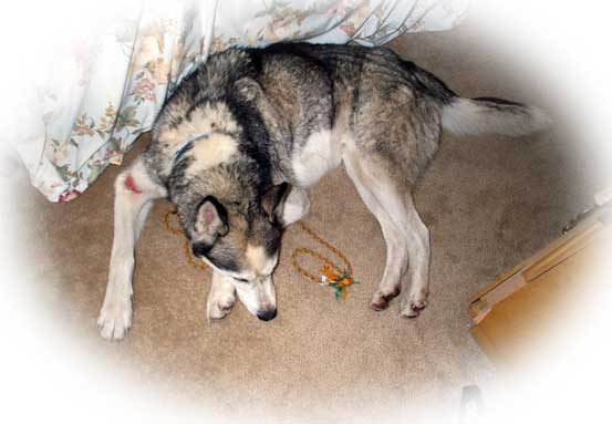 Sam the Wolfdog recuperates with leg wound.