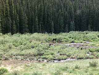 Moose on Stewart Creek