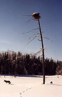 Sam and osprey nest