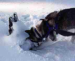 Sam digs for a beaver